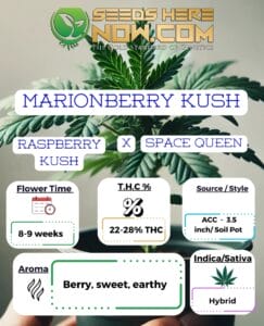 Marionberry Kush Clones - Acc