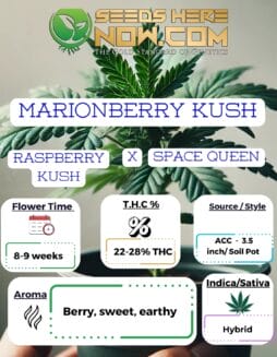 ACC - Marionberry KushACC - Marionberry Kush