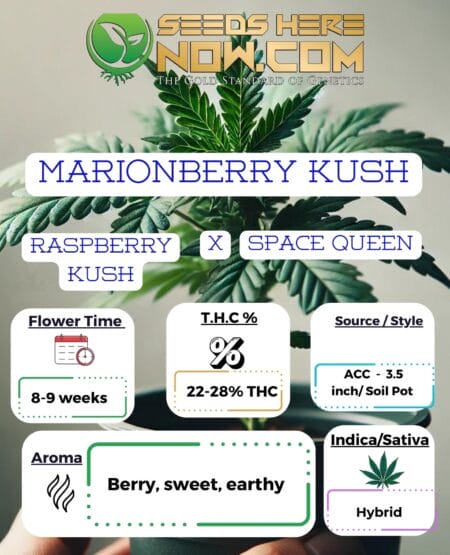 Marionberry Kush Clones (space) ACC