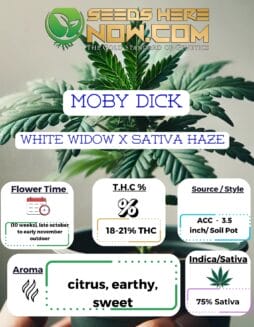 Moby Dick Clones - ACCMoby Dick Clones - Acc