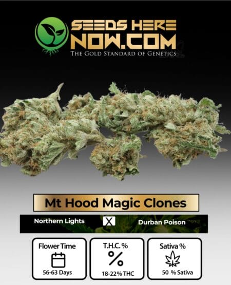 Acc Mt Hood Magic Clones