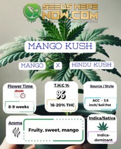 Mango Kush Clones- ACC