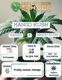 ACC - Mango Kush