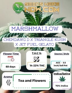 ACC - Marshmallow Clones