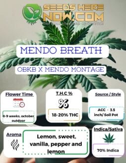 Mendo Breath Clones - ACCMendo Breath Clones - ACC