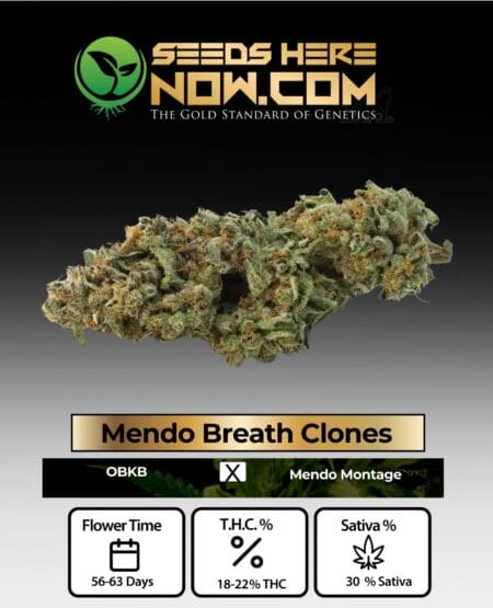 Mendo Breath Clones