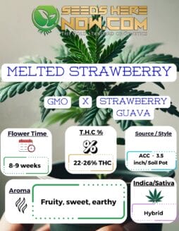 Melted Strawberry Clones- ACCMelted Strawberry Clones- ACC