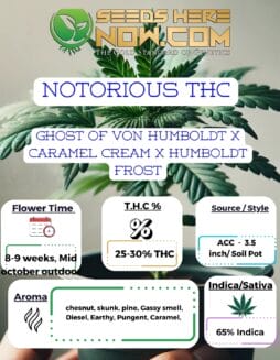 ACC - Notorious THC Clones