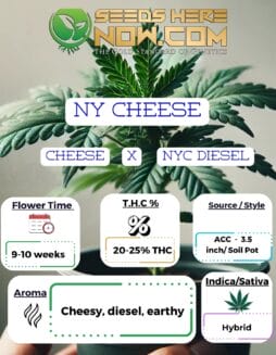 ACC - NY Cheese