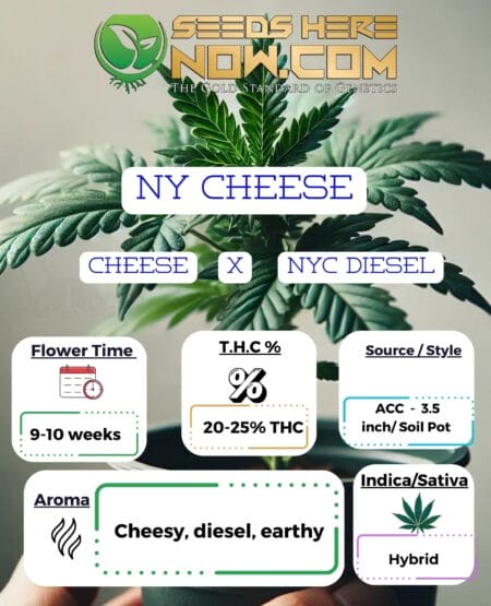 NY Cheese Clones (space) ACC
