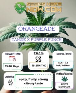 Orangeade Clones - Acc