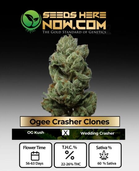 Acc - Ogee Crasher Clones