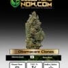 Obamacare Clones (space) ACC
