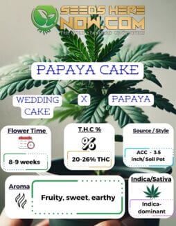 Papaya Cake Clones - ACCACC - Papaya Cake