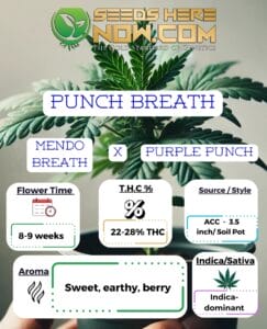 Punch Breath Clones - Acc