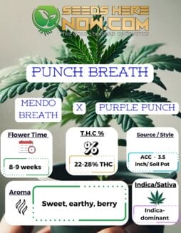 Punch Breath Clones - ACCPunch Breath Clones - ACC