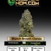 Punch Breath Clones - Acc
