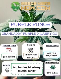 Purple Punch Clones - ACCPurple Punch Clones - ACC