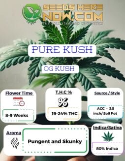 ACC - Pure Kush Clones