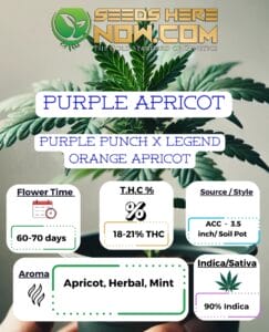 Purple Apricot Clones   
purple Apricot Clones (feminized)  
purple Apricot Clones (autoflower)- Acc