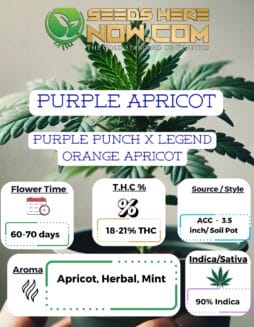 Purple Apricot Clones   
Purple Apricot Clones (Feminized)  
Purple Apricot Clones (Autoflower)- ACCPurple Apricot Clones   
Purple Apricot Clones (Feminized)  
Purple Apricot Clones (Autoflower)- ACC