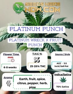 Platinum Punch Clones - ACC