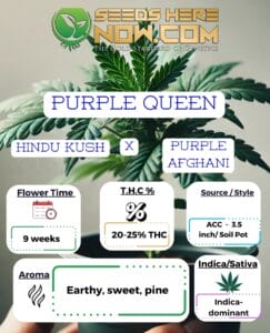 Purple Queen Clones - ACC