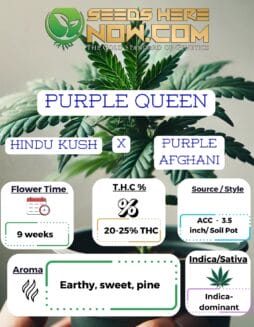 Purple Queen Clones - ACCACC - Purple Queen