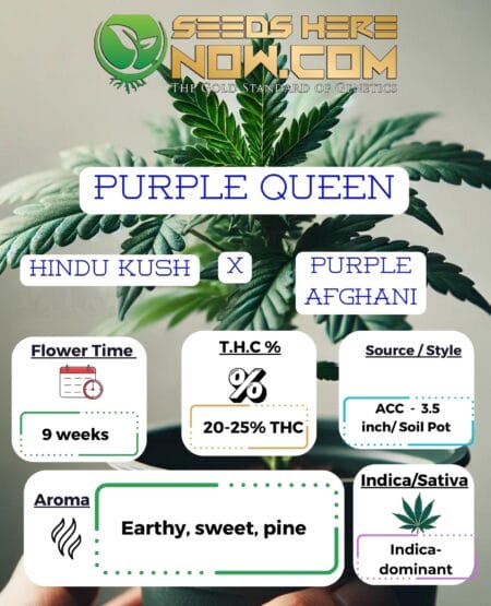 Acc - Purple Queen