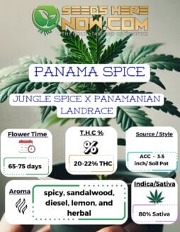 Panama Spice Clones - ACCPanama Spice Clones - ACC