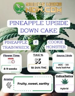 ACC - Pineapple Upside Down CakeACC - Pineapple Upside Down Cake