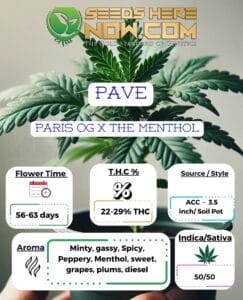 Pave Clones - Acc
