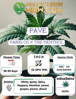 Pave Clones - ACCPave Clones - ACC