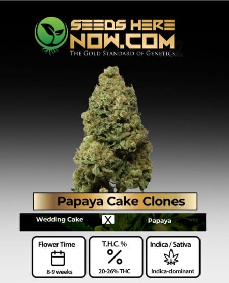 Papaya Cake Clones - Acc