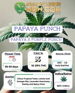 Papaya Punch Clones - Acc