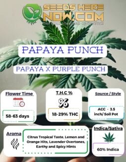 Papaya Punch Clones - ACCPapaya Punch Clones - ACC