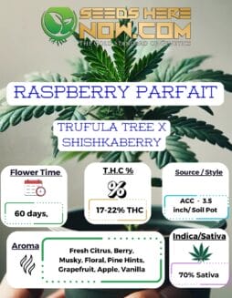 ACC - Raspberry Parfait Clones