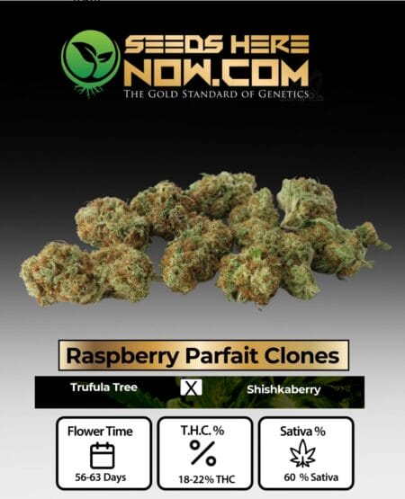 Acc - Raspberry Parfait Clones