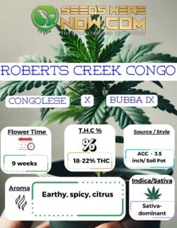 ACC - Roberts Creek CongoACC - Roberts Creek Congo