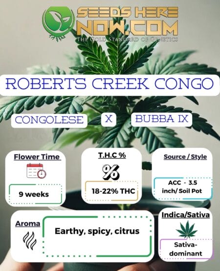 Acc - Roberts Creek Congo