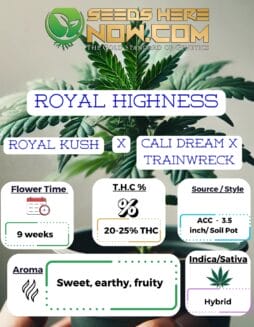 ACC - Royal HighnessACC Royal Highness