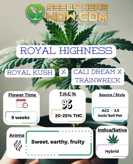 Acc Royal Highness