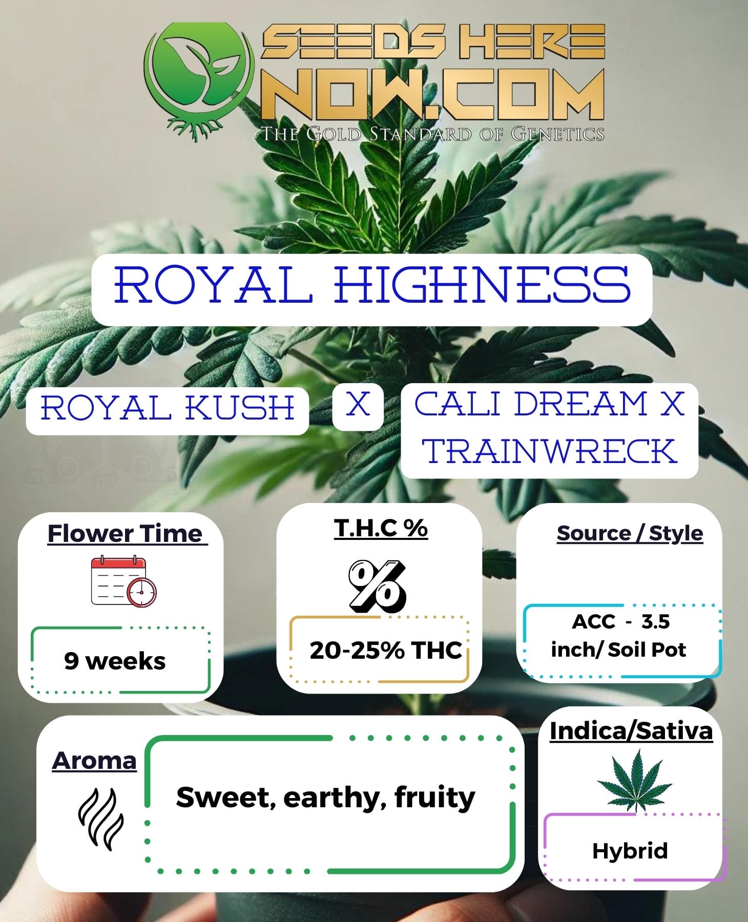 Royal Highness Clones – ACC