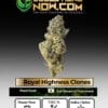 Royal highness clones - acc