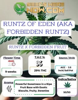 ACC - Runtz Of Eden (AKA Forbidden Runtz) Clones