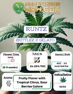 ACC - Runtz Clones