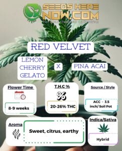Red Velvet Clones - Acc