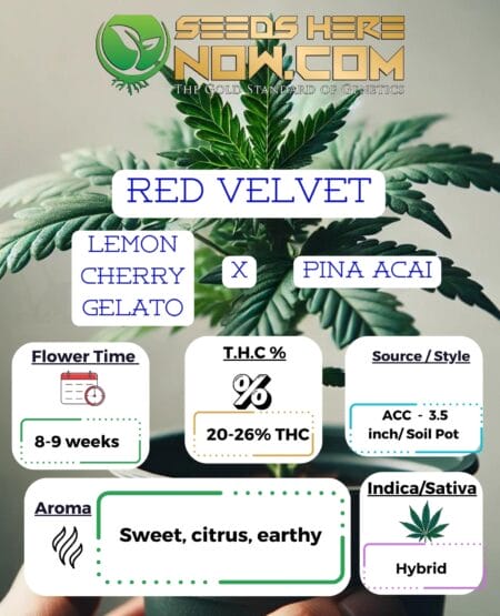 Red velvet clones - acc
