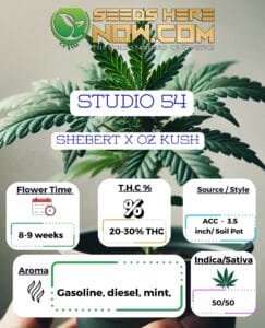 Studio 54 Clones - Acc