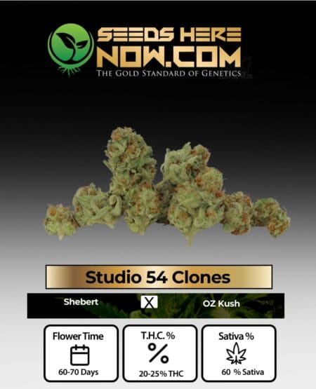 Acc - Studio 54 Clones